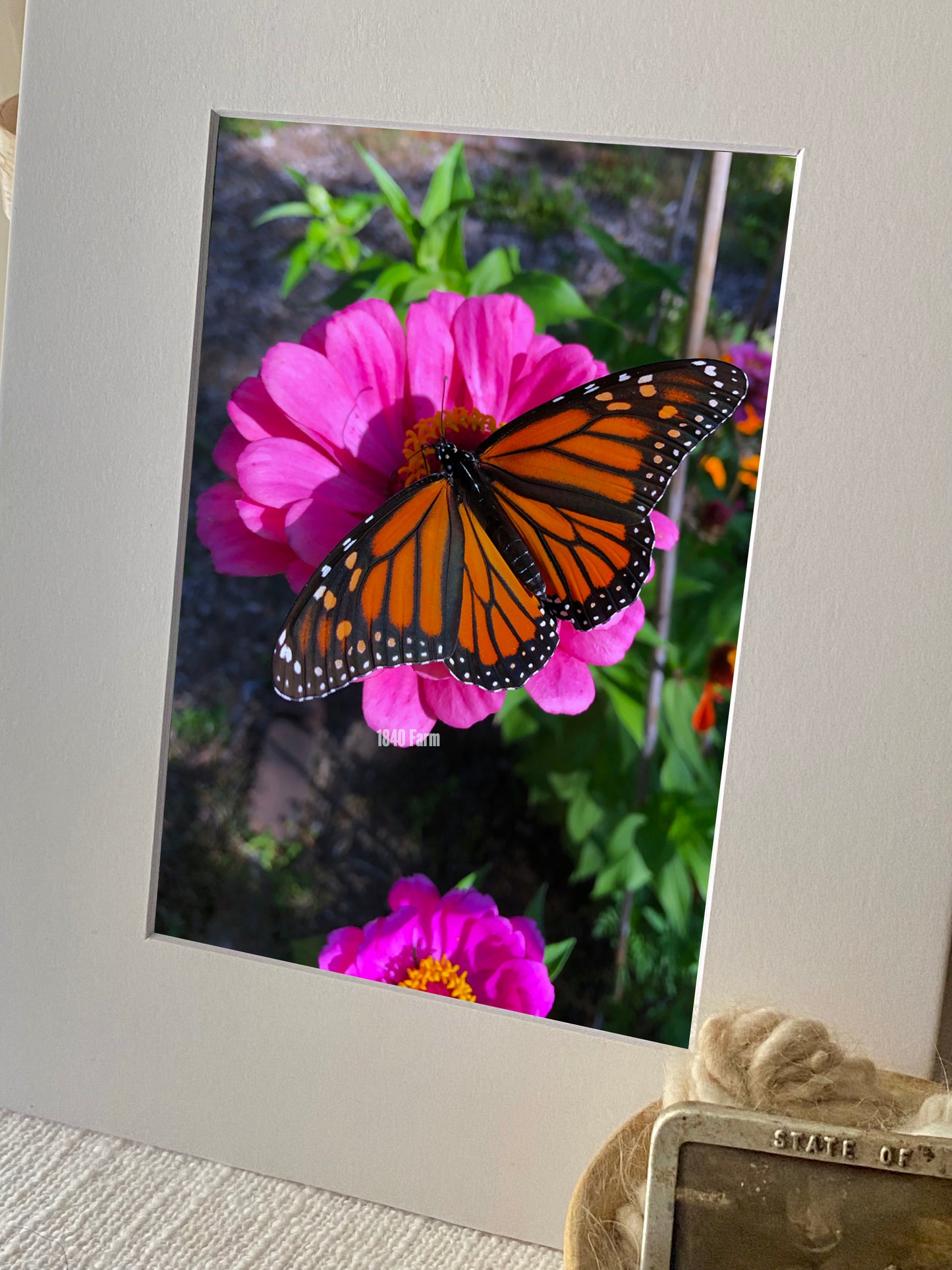 Butterfly on Zinnia Bloom Photo Print