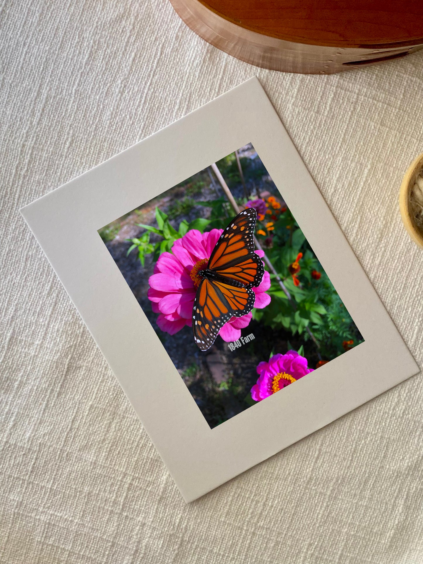 Butterfly on Zinnia Bloom Photo Print