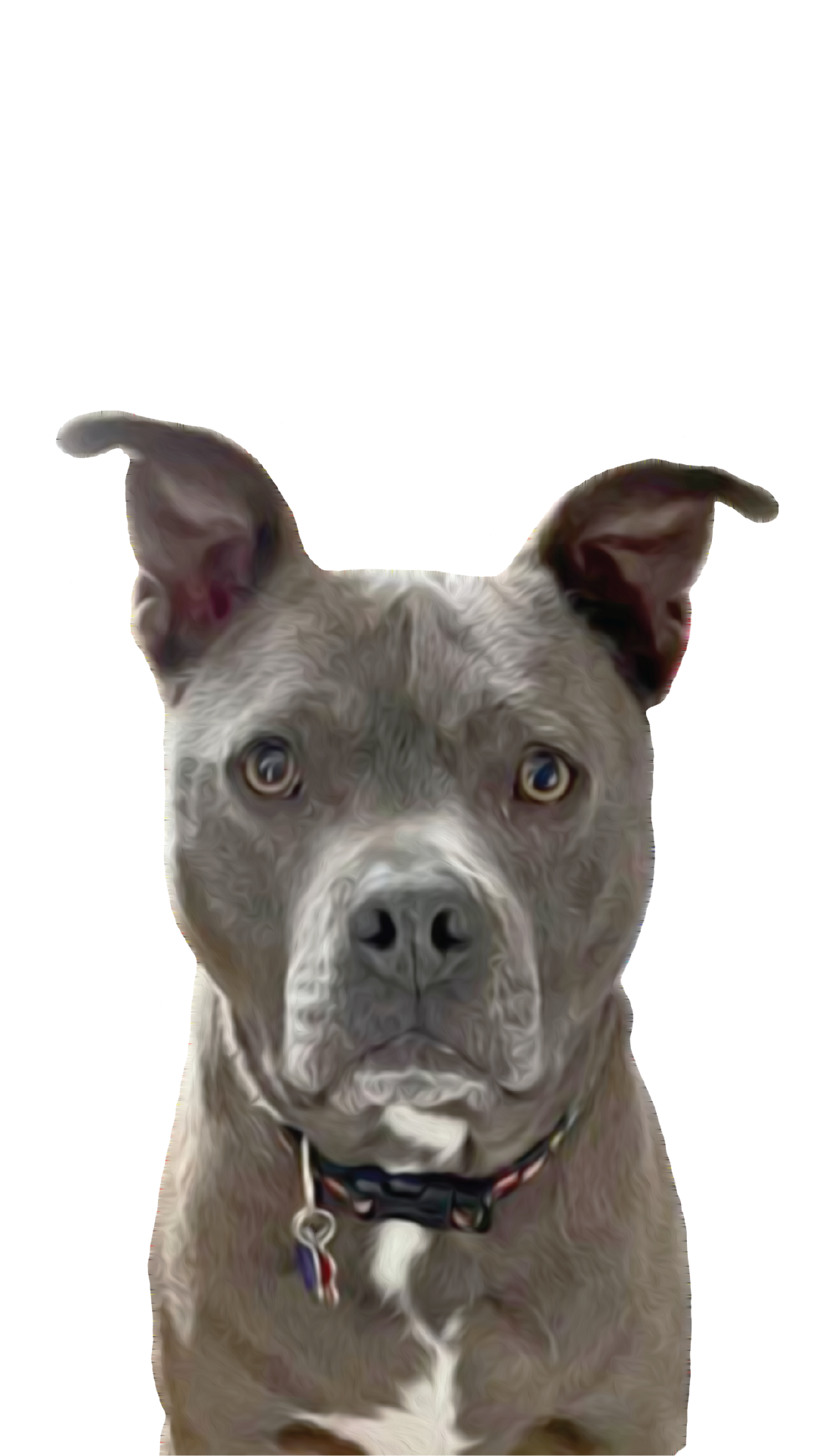 Custom Pet Artwork - NEW CUSTOMERS START HERE - Digital File Only ...