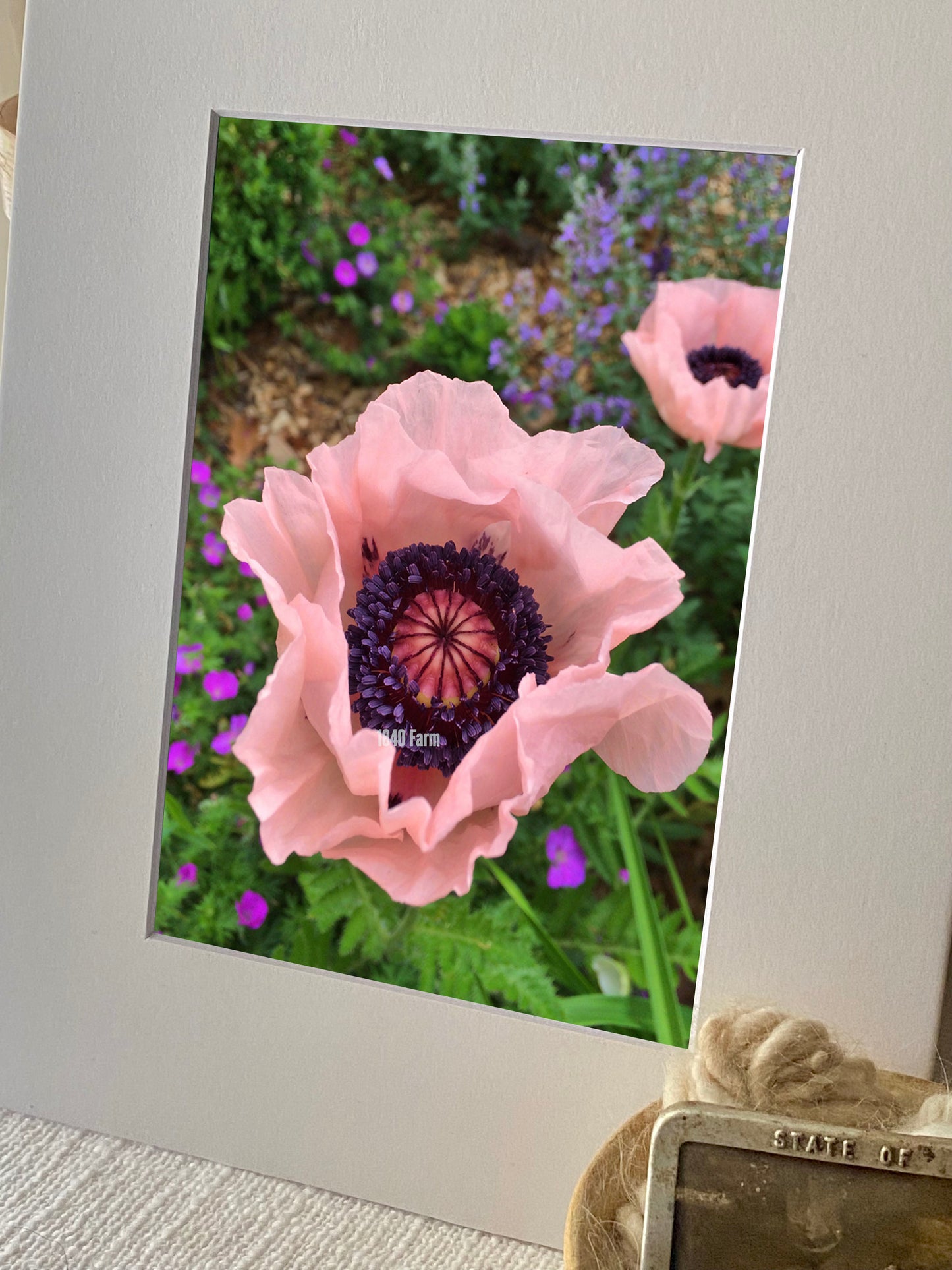 Salmon Poppies Photo Print