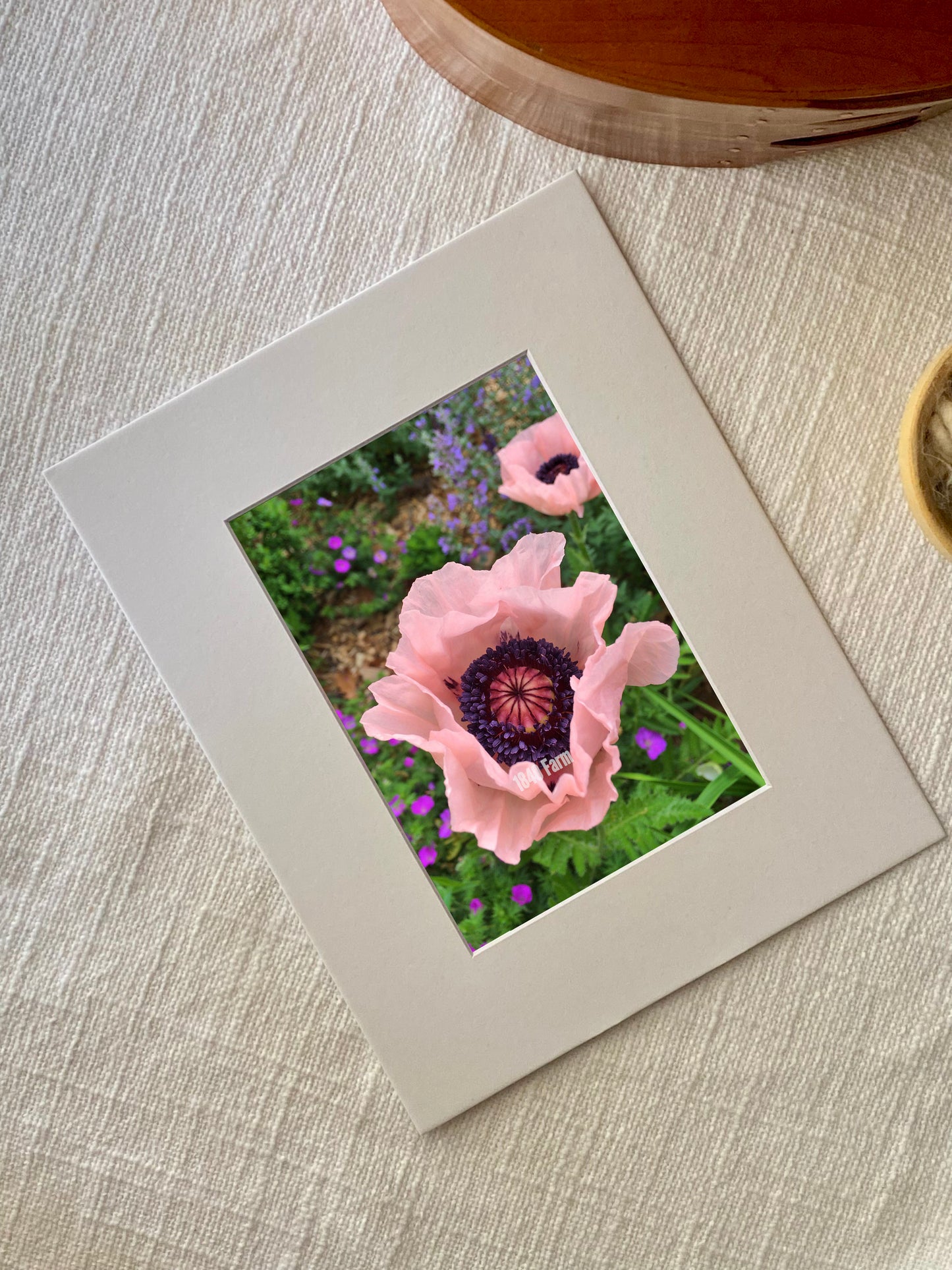 Salmon Poppies Photo Print